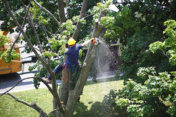 Professional Tree Care in Hightstown, NJ