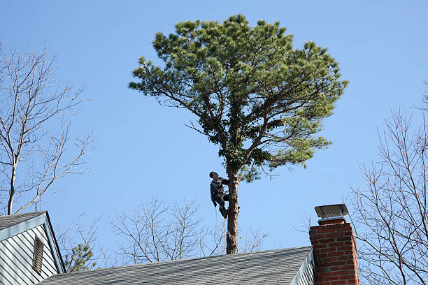 How Our Tree Care Process Works  in  Hightstown, NJ